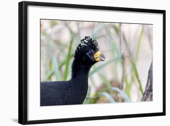 Brazil, Mato Grosso, the Pantanal. Male Bare-Faced Curassow Portrait-Ellen Goff-Framed Photographic Print