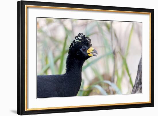 Brazil, Mato Grosso, the Pantanal. Male Bare-Faced Curassow Portrait-Ellen Goff-Framed Photographic Print