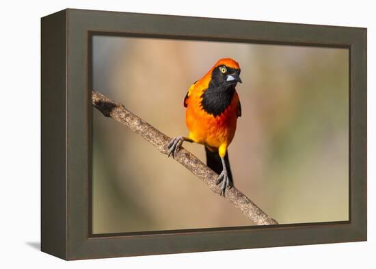 Brazil, Mato Grosso, the Pantanal, Orange-Backed Troupial on a Branch-Ellen Goff-Framed Premier Image Canvas