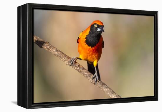 Brazil, Mato Grosso, the Pantanal, Orange-Backed Troupial on a Branch-Ellen Goff-Framed Premier Image Canvas