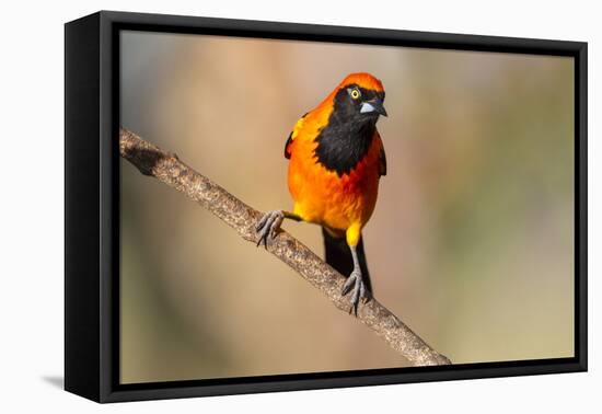 Brazil, Mato Grosso, the Pantanal, Orange-Backed Troupial on a Branch-Ellen Goff-Framed Premier Image Canvas