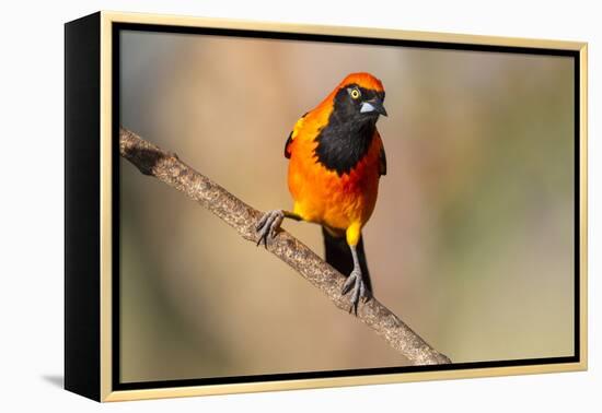 Brazil, Mato Grosso, the Pantanal, Orange-Backed Troupial on a Branch-Ellen Goff-Framed Premier Image Canvas