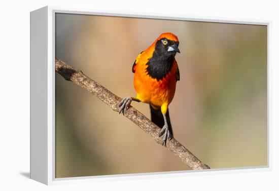 Brazil, Mato Grosso, the Pantanal, Orange-Backed Troupial on a Branch-Ellen Goff-Framed Premier Image Canvas