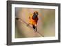 Brazil, Mato Grosso, the Pantanal, Orange-Backed Troupial on a Branch-Ellen Goff-Framed Photographic Print