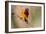 Brazil, Mato Grosso, the Pantanal, Orange-Backed Troupial on a Branch-Ellen Goff-Framed Photographic Print