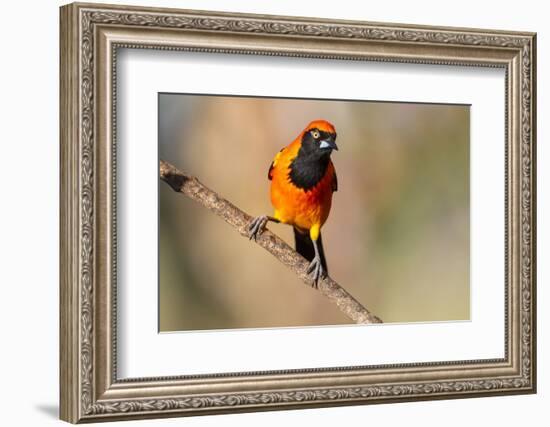 Brazil, Mato Grosso, the Pantanal, Orange-Backed Troupial on a Branch-Ellen Goff-Framed Photographic Print