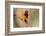 Brazil, Mato Grosso, the Pantanal, Orange-Backed Troupial on a Branch-Ellen Goff-Framed Photographic Print