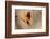 Brazil, Mato Grosso, the Pantanal, Orange-Backed Troupial on a Branch-Ellen Goff-Framed Photographic Print