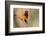Brazil, Mato Grosso, the Pantanal, Orange-Backed Troupial on a Branch-Ellen Goff-Framed Photographic Print
