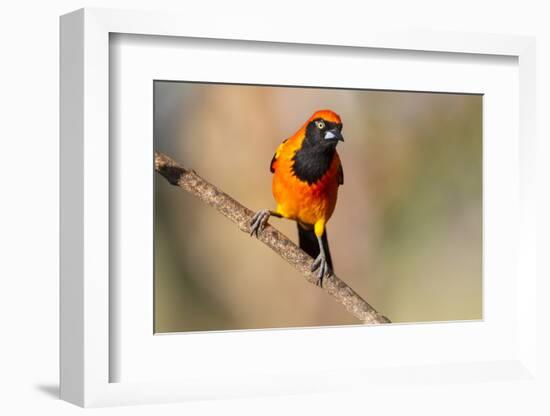 Brazil, Mato Grosso, the Pantanal, Orange-Backed Troupial on a Branch-Ellen Goff-Framed Photographic Print