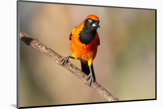 Brazil, Mato Grosso, the Pantanal, Orange-Backed Troupial on a Branch-Ellen Goff-Mounted Photographic Print