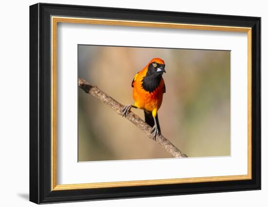 Brazil, Mato Grosso, the Pantanal, Orange-Backed Troupial on a Branch-Ellen Goff-Framed Photographic Print