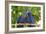 Brazil, Mato Grosso, the Pantanal. Pair of Hyacinth Macaws Cuddling-Ellen Goff-Framed Photographic Print