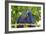 Brazil, Mato Grosso, the Pantanal. Pair of Hyacinth Macaws Cuddling-Ellen Goff-Framed Photographic Print