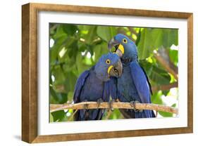 Brazil, Mato Grosso, the Pantanal. Pair of Hyacinth Macaws Cuddling-Ellen Goff-Framed Photographic Print