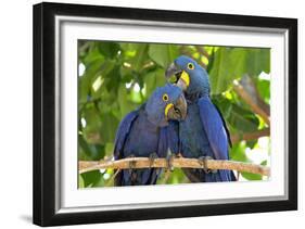Brazil, Mato Grosso, the Pantanal. Pair of Hyacinth Macaws Cuddling-Ellen Goff-Framed Photographic Print