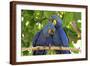 Brazil, Mato Grosso, the Pantanal. Pair of Hyacinth Macaws Cuddling-Ellen Goff-Framed Photographic Print