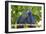Brazil, Mato Grosso, the Pantanal. Pair of Hyacinth Macaws Cuddling-Ellen Goff-Framed Photographic Print