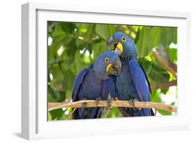 Brazil, Mato Grosso, the Pantanal. Pair of Hyacinth Macaws Cuddling-Ellen Goff-Framed Photographic Print