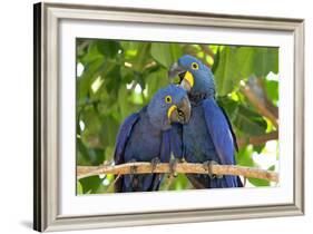 Brazil, Mato Grosso, the Pantanal. Pair of Hyacinth Macaws Cuddling-Ellen Goff-Framed Photographic Print