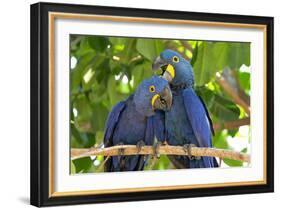 Brazil, Mato Grosso, the Pantanal. Pair of Hyacinth Macaws Cuddling-Ellen Goff-Framed Photographic Print