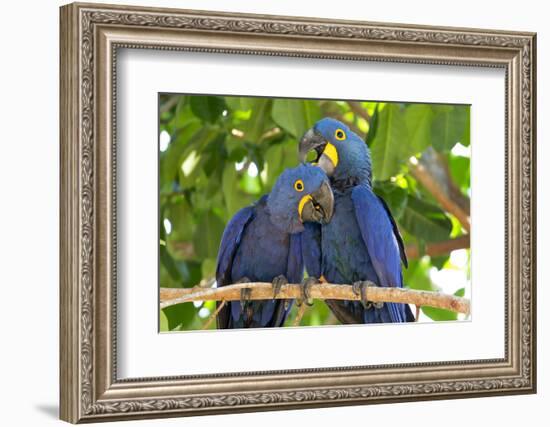 Brazil, Mato Grosso, the Pantanal. Pair of Hyacinth Macaws Cuddling-Ellen Goff-Framed Photographic Print