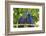 Brazil, Mato Grosso, the Pantanal. Pair of Hyacinth Macaws Cuddling-Ellen Goff-Framed Photographic Print