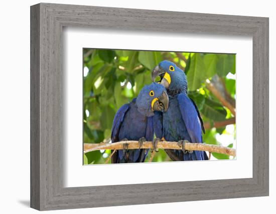 Brazil, Mato Grosso, the Pantanal. Pair of Hyacinth Macaws Cuddling-Ellen Goff-Framed Photographic Print