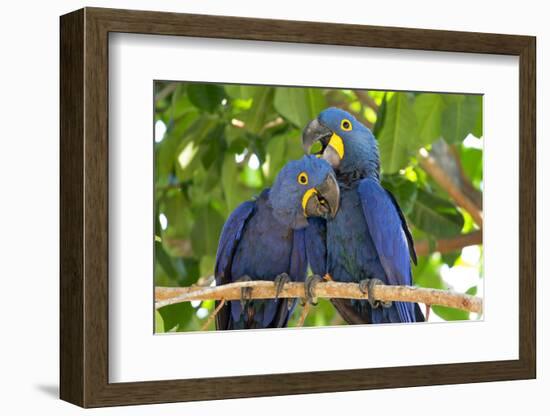 Brazil, Mato Grosso, the Pantanal. Pair of Hyacinth Macaws Cuddling-Ellen Goff-Framed Photographic Print