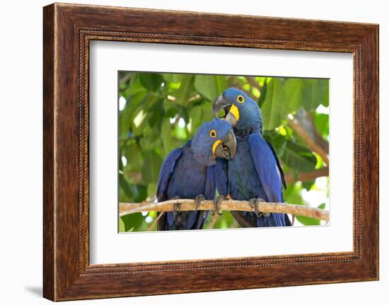 Brazil, Mato Grosso, the Pantanal. Pair of Hyacinth Macaws Cuddling-Ellen Goff-Framed Photographic Print