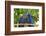 Brazil, Mato Grosso, the Pantanal. Pair of Hyacinth Macaws Cuddling-Ellen Goff-Framed Photographic Print