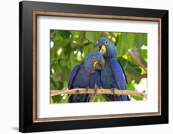 Brazil, Mato Grosso, the Pantanal. Pair of Hyacinth Macaws Cuddling-Ellen Goff-Framed Photographic Print