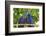 Brazil, Mato Grosso, the Pantanal. Pair of Hyacinth Macaws Cuddling-Ellen Goff-Framed Photographic Print