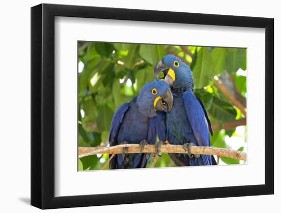 Brazil, Mato Grosso, the Pantanal. Pair of Hyacinth Macaws Cuddling-Ellen Goff-Framed Photographic Print