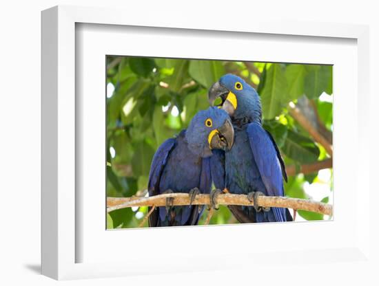 Brazil, Mato Grosso, the Pantanal. Pair of Hyacinth Macaws Cuddling-Ellen Goff-Framed Photographic Print