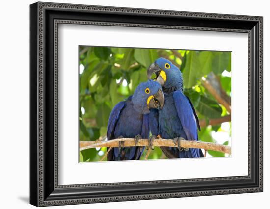 Brazil, Mato Grosso, the Pantanal. Pair of Hyacinth Macaws Cuddling-Ellen Goff-Framed Photographic Print