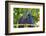 Brazil, Mato Grosso, the Pantanal. Pair of Hyacinth Macaws Cuddling-Ellen Goff-Framed Photographic Print