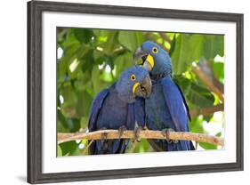 Brazil, Mato Grosso, the Pantanal. Pair of Hyacinth Macaws Cuddling-Ellen Goff-Framed Photographic Print