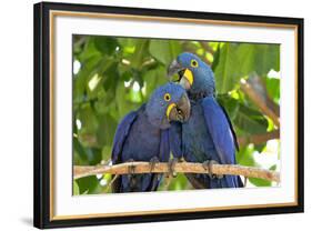 Brazil, Mato Grosso, the Pantanal. Pair of Hyacinth Macaws Cuddling-Ellen Goff-Framed Photographic Print