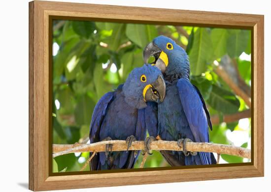 Brazil, Mato Grosso, the Pantanal. Pair of Hyacinth Macaws Cuddling-Ellen Goff-Framed Premier Image Canvas