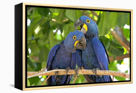 Brazil, Mato Grosso, the Pantanal. Pair of Hyacinth Macaws Cuddling-Ellen Goff-Framed Premier Image Canvas