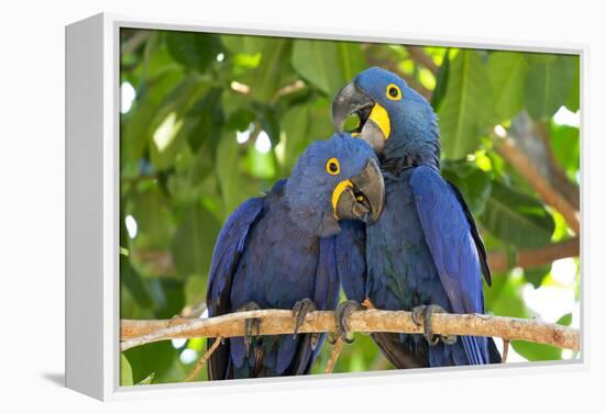 Brazil, Mato Grosso, the Pantanal. Pair of Hyacinth Macaws Cuddling-Ellen Goff-Framed Premier Image Canvas