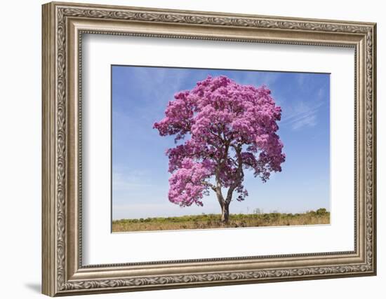 Brazil, Mato Grosso, the Pantanal. Pink Ipe Tree in a Field-Ellen Goff-Framed Photographic Print