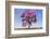 Brazil, Mato Grosso, the Pantanal. Pink Ipe Tree in a Field-Ellen Goff-Framed Photographic Print