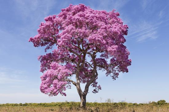 brazil mato grosso the