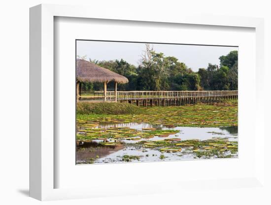 Brazil, Mato Grosso, the Pantanal, Porto Jofre. Bridge over the Giant Lily Pads-Ellen Goff-Framed Photographic Print