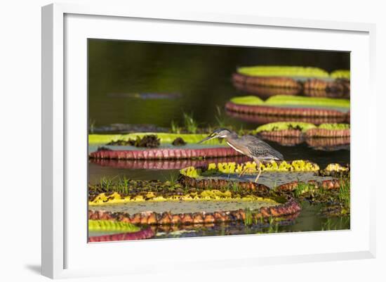 Brazil, Mato Grosso, the Pantanal, Porto Jofre, Striated Heron on Giant Lily Pads-Ellen Goff-Framed Photographic Print