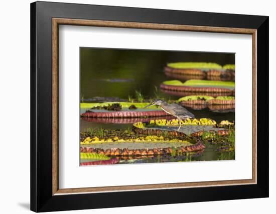 Brazil, Mato Grosso, the Pantanal, Porto Jofre, Striated Heron on Giant Lily Pads-Ellen Goff-Framed Photographic Print