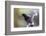 Brazil, Mato Grosso, the Pantanal. Purplish Jay on a Vine-Ellen Goff-Framed Photographic Print