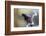 Brazil, Mato Grosso, the Pantanal. Purplish Jay on a Vine-Ellen Goff-Framed Photographic Print